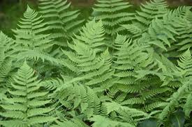 For these plants, the name says it all. Difference Between Bryophytes And Seedless Vascular Plants Compare The Difference Between Similar Terms