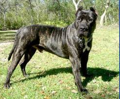 This breed was created to catch unruly cattle and wild boars. Show Stopper Kronus Presa Canario