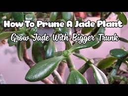 How To Prune And Propagate A Jade Plant Get Thicker Trunk Youtube In 2021 Jade Plants Jade Plant Pruning Propagating Plants