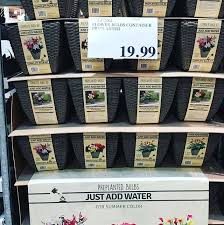 How much is a bouquet of flowers? Costco Deals On Twitter Just Add Water Preplanted Flower Bulbs In Container Only 19 99 Costcodeals Costco Flowers Gardening Plants Price And Availability May Vary Https T Co Ngr75hzxtn Https T Co Kzpfqbejii