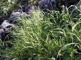 Image result for Panicum graciliflorum