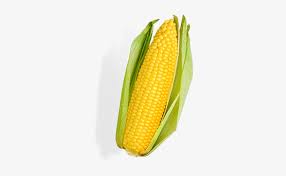 elote amarillo vegetables corn transparent png 288x426 free download on nicepng elote amarillo vegetables corn