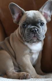 We looked through the available litter, and. French Bulldog Puppies For Sale In Ohio Petswall