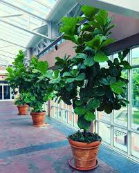 Give your plant what it wants and you'll enjoy your fiddle leaf fig for many years. The Complete Guide To Making Indoor Tropical Plants Thrive Part 2 Advanced Fiddle Leaf Fig Care Techniques Brittanyangell Com