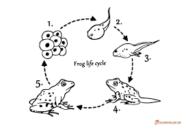 Frogs Coloring Pages Downloadable And Printable Collection Frog Coloring Pages Coloring Pages Frog