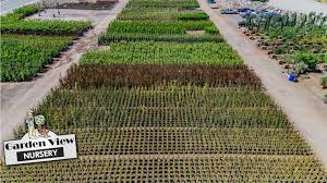 We have thousands of trees and hundreds of varieties to choose from. Nursery Garden View Landscape Nursery And Pools