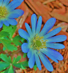 Save yourself the panic and heartbreak of losing your flowers, trees, and crops to a sudden frost by planning your garden accordingly. 10 Easy Ways To Protect Plants From Frost Dengarden