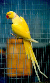 Pin On Parrot