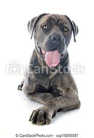 It is closely related to the neapolitan mastiff. Italian Mastiff In Front Of White Background Canstock