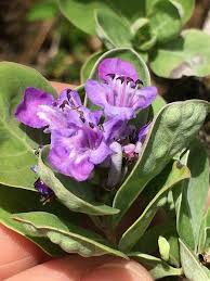 Image result for Vitex patula