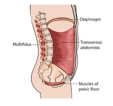 5 Things To Know About Pelvic Floor Physiotherapy Treloar Physiotherapy Clinic
