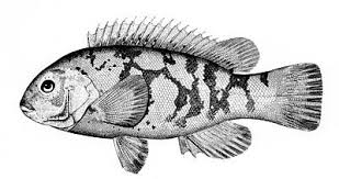 Tautog Wikipedia