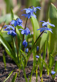 Discover wide range of best sellers flowers in our illinois flower shop. Spring Flowering Bulbs Bulbs More University Of Illinois Extension