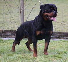 Vitus Vom Hause Nuebrand Rottweiler Breeders Rottweiler Kennel Rottweiler