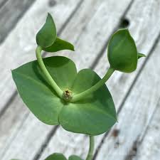 Image result for Euphorbia platycephala