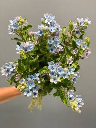 Image result for Oxypetalum