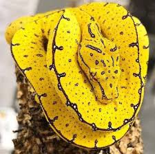 Maybe you would like to learn more about one of these? Solve Juvenile Green Tree Python Jigsaw Puzzle Online With 81 Pieces