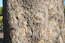 Image result for Khaya anthotheca