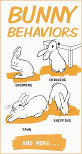 Rabbit Body Language An Illustrated Guide In 2020 Rabbit Facts Pet Rabbit Care Bunny Care Pet Bunny Rabbits Bunny Care Pet Rabbit Care
