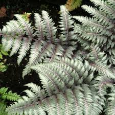 Image result for Athyrium annae
