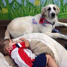 ➤ learn more on tiendeo! Holistic Animal Care Shoppe Home Facebook