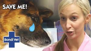 Lady's Battle with IMHA