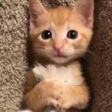 Cute Baby Cats Video Cute Baby Animals Cute Cats Funny Animals
