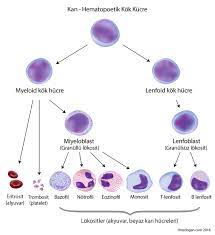 Tüm hastalıklarla i̇lgili en güncel ve doğru bilgi kaynağı. Losemi Ve Lenfoma Arasindaki Fark Nedir