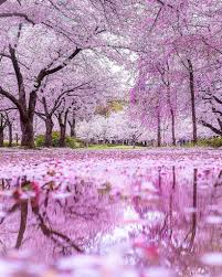 Cherry Blossoms Osaka Castle Park Cherry Blossom Japan Sakura Tree Nature