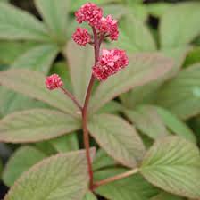 Image result for Rodgersia chocolate wings