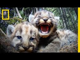 Check spelling or type a new query. Wildlife In Wyoming Animals Around The Globe