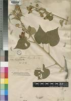 Image result for Abutilon angulatum