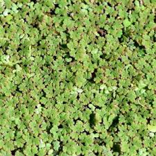 Image result for Azolla pinnata