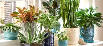 Until fairly recently, i had only seen indoor trees in minimalist restaurants, anthropologie, and the occasional cats are notorious tree climbers and dogs like marking, like, everything. Indoor Plants The Home Depot