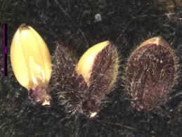 Image result for Dichapetalum edule