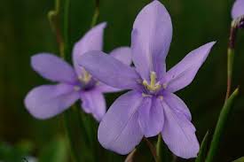 Image result for Moraea niassensis
