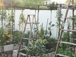 We love the look and with these garden trellises, you can grow the stringy, viney type plants. Vertical Gardening Ideas 10 Ways To Add Vertical Space To Your Garden Growing In The Garden