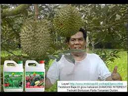 2 jenis baja foliar perlu bagi setiap pekebun durian. Testimoni Penggunaan Baja Di Grow Pada Tanaman Durian By Irodology 8