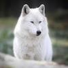 She's quite feminine and sophisticated as we we've come to the end of our lycanthrope females list. 1