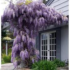 Image result for Wisteria sinensis