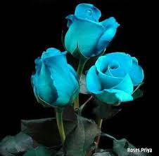 Never Seen This Color In Reality Beautiful Flowers Roses Only Rose