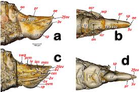 Extending across the anterior surface of the body from the superior border of the pelvis to the inferior border of the ribcage are the muscles of the abdominal wall, including the transverse and rectus abdominis and the internal and external obliques. Anatomical Study Of The Female Reproductive System And Bacteriome Of Diaphorina Citri Kuwayama Insecta Hemiptera Liviidae Using Micro Computed Tomography Scientific Reports
