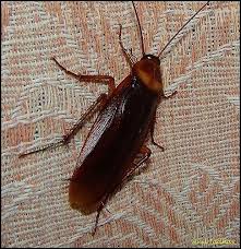 Want to know how to apply insecticides around your home yourself? Pin On Diy Bug Repellent