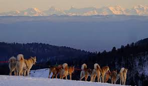 Avec environ 14 km de pistes de ski alpin, schnepfenried est l'un des plus grands domaines skiable les balades en raquettes ou avec des chiens de traineaux et le ski de fond sont aussi possibles à schnepfenried. Week End Au Vert Chiens De Traineaux Ski Joering Et Soiree Du Trappeur En Alsace