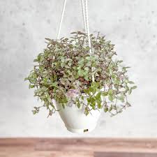 Image result for Callisia repens