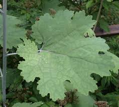 Image result for Macleaya
