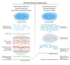 The Cost Of Sequencing A Human Genome Nhgri