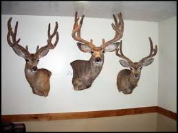 Is this a natural pose for a mulie? Mule Deer Taxidermy Mount Pictures