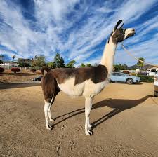 Profile for Black Mountain Pack Llamas