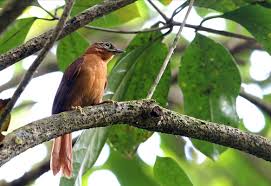 Maybe you would like to learn more about one of these? 12 Jenis Burung Cantik Berikut Telah Dinyatakan Punah Dekade Ini